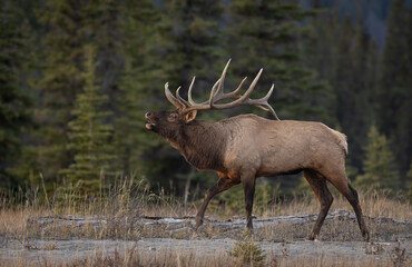 Bull elk during the rut in the Rocky Mountains 