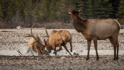 Bull elk fight during the rut in the Rocky Mountains 