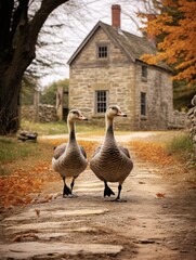 Fototapeta premium Two geese are standing on a path in front of a house. Generative AI.