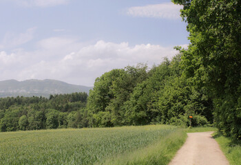 Forest Edge In Summer