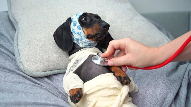 Frightened black dachshund dog with bandages on head and body at veterinarians appointment. Doctor listens to dogs breathing using stethoscope