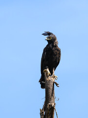 Long-crested Eagle on top of dead tree trunk against blue sky