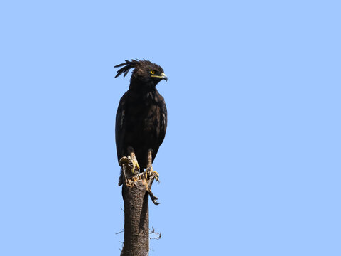 Long-crested Eagle on top of dead tree trunk against blue sky