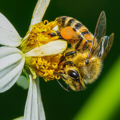 honey bee on yellow flower collection pollen