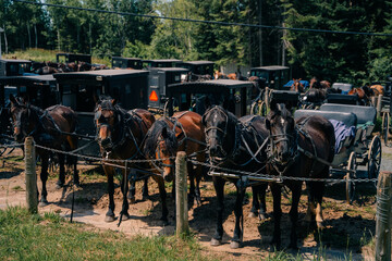 Canada - september 12th 2023 Mennonites DATE. Mennonite horses and buggies