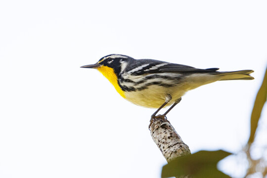 A yellow throated warbler (Setophaga dominica) in a tree in southwest Florida
