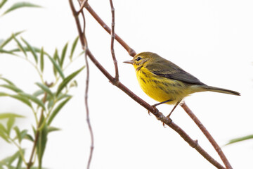 A small bird, potentially a prairie warbler (Setophaga discolor) in Sarasota, Florida