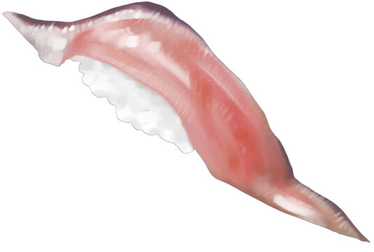 Saury sushi illustration