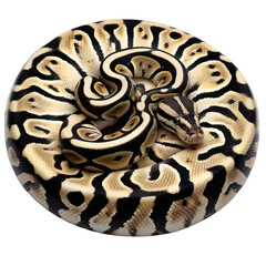 royal python isolated on white background. Generative AI