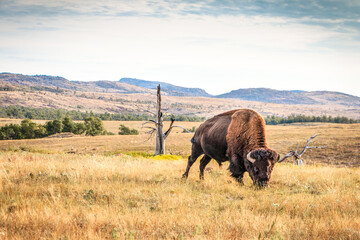 Buffalo Bison grazing at Wichita mountains refuge. Oklahoma 