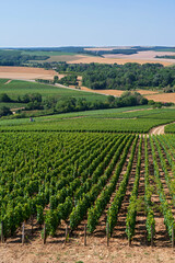 Fototapeta na wymiar overlooking vineyards and countryside of chablis in historic burgundy region of france