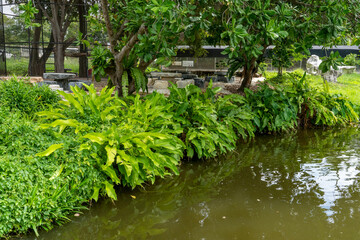 The shore of a pond with muddy water covered with green vegetation in the city park of a tropical resort.