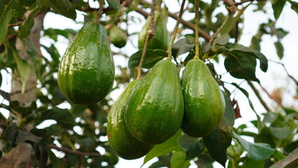 avocado fruit on the tree