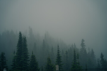 Misty landscape with fir forest in hipster vintage retro style