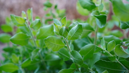 close up of fresh herbs