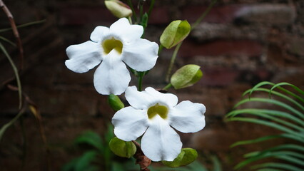 white flowers of Thunbergia grandiflora