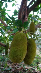 jackfruit on tree