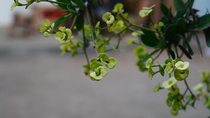 Euphorbia milii var. vulcanii on a tree branch