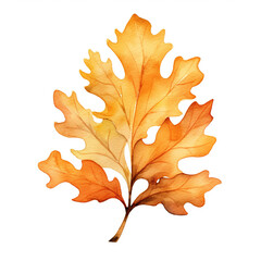 Obraz premium Watercolor illustration of a fall oak leaf. Isolated clipart on white background