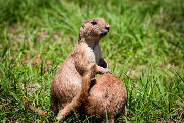 Prairie dog at Wichita mountains state park, Oklahoma