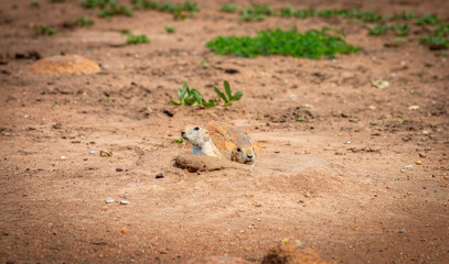 Prairie dog at Wichita mountains state park, Oklahoma