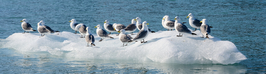 Black-Legged Kittiwake gulls perched on an iceberg in Liefde Fjord, Svalbard, Arctic
