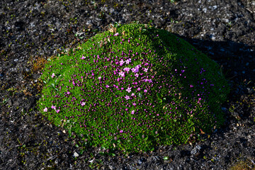 Closeup of delicate arctic wildflower blooming in the summer, green mound moss campion with vibrant...