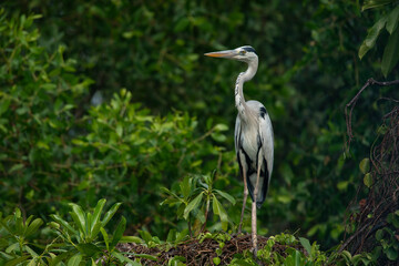 Fototapeta premium A grey heron ardea cinerea perching on a tree top with natural bokeh background