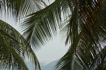 Coconut palm leaves with clouds on mountain landscape background.