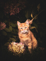 cat on the tree