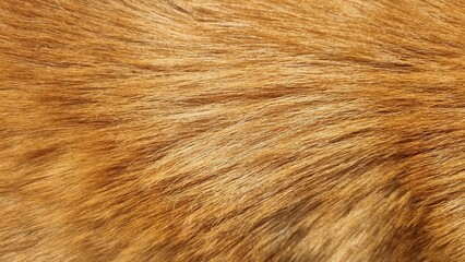 fur texture background ,animal fur