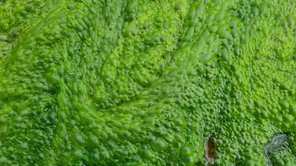 moss , green background