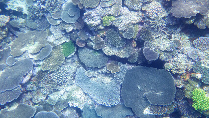 沖縄の海中撮影