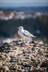Obraz premium Seagull at the beach