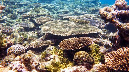 沖縄の海中撮影