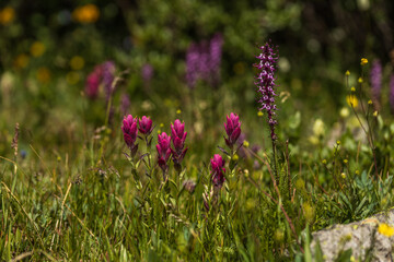 Wild mountain flowers blooming in the summer afternoon light