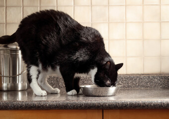 Large cat eating from food bowl. standing on the kitchen counter. A overweight black shorthair male cat with head in stainless steel pet food dishes with head inside the dish. Selective focus.