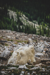 Fototapeta premium Sheep in the mountains 
