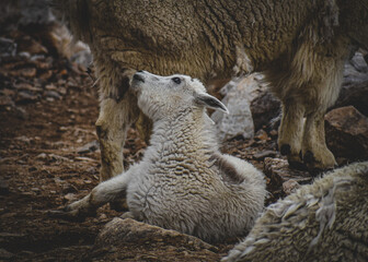 baby lamb and parent