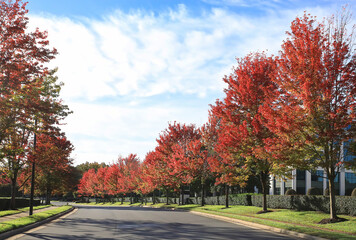 Obraz premium Fall foliage in North Carolina, USA, colorful row of red maple trees. 