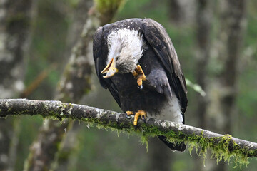 American bald eagle scratching an itch while perched in a tree in Sitka National Historical Park, Alaska.