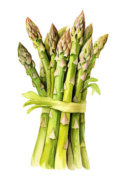 asparagus watercolor clipart cute isolated on white background