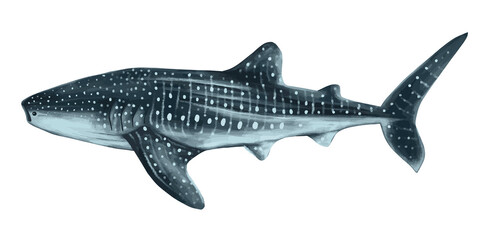 Big whale shark in the ocean. Vector illustration