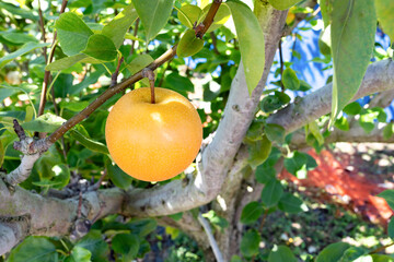 梨農園　梨園　梨畑