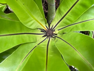 green leaf background