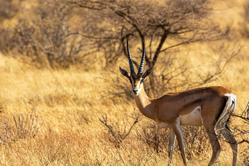 impala in the savannah
