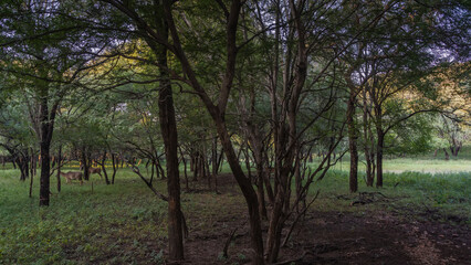 Fototapeta na wymiar Wild Nilgai antelope graze in the shady jungle among the trees. Green grass in a forest clearing. India. Ranthambore National Park.