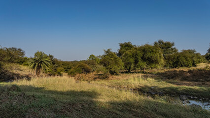 Calm jungle landscape. The stream flows through a meadow overgrown with green and yellowed grass. Deciduous and palm trees in the distance, against a clear blue sky. Copy space. India. Ranthambore 