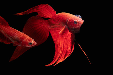Close up male and female super red veiltail Siamese Fighting Fish (Betta Splendens) isolated on black background. © Supakit