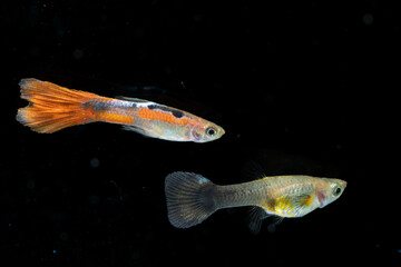 Guppy on isolated black background, Poecilia reticulata.